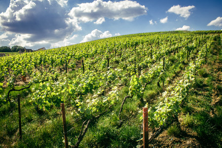 Reims, France, May 13, 2025. Champagne vineyards near Reims. Champagne wines are known worldwide and are unique because they only grow in this region of France. In spring, the leaves begin to grow.の写真素材