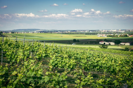 Reims, France, May 13, 2025. Champagne vineyards near Reims. Champagne wines are known worldwide and are unique because they only grow in this region of France. In spring, the leaves begin to grow.の写真素材