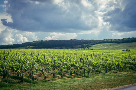Reims, France, May 13, 2025. Champagne vineyards near Reims. Champagne wines are known worldwide and are unique because they only grow in this region of France. In spring, the leaves begin to grow.の写真素材
