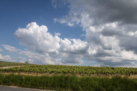 Reims, France, May 13, 2025. Champagne vineyards near Reims. Champagne wines are known worldwide and are unique because they only grow in this region of France. In spring, the leaves begin to grow.の写真素材