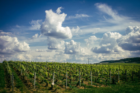 Reims, France, May 13, 2025. Champagne vineyards near Reims. Champagne wines are known worldwide and are unique because they only grow in this region of France. In spring, the leaves begin to grow.の写真素材