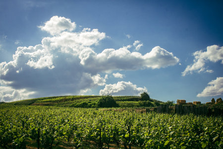 Reims, France, May 13, 2025. Champagne vineyards near Reims. Champagne wines are known worldwide and are unique because they only grow in this region of France. In spring, the leaves begin to grow.の写真素材