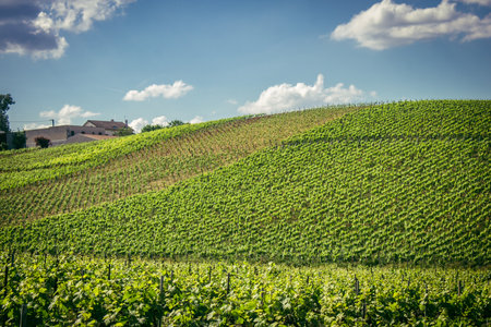 Reims, France, May 13, 2025. Champagne vineyards near Reims. Champagne wines are known worldwide and are unique because they only grow in this region of France. In spring, the leaves begin to grow.の写真素材