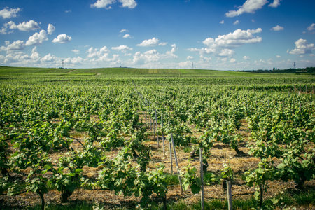 Reims, France, May 13, 2025. Champagne vineyards near Reims. Champagne wines are known worldwide and are unique because they only grow in this region of France. In spring, the leaves begin to grow.の写真素材