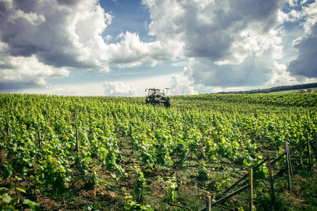 Reims, France, May 13, 2025. Champagne vineyards near Reims. Champagne wines are known worldwide and are unique because they only grow in this region of France. In spring, the leaves begin to grow.の写真素材