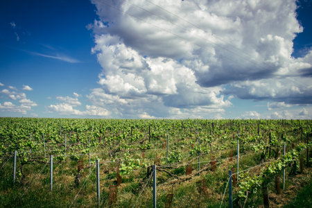 Reims, France, May 13, 2025. Champagne vineyards near Reims. Champagne wines are known worldwide and are unique because they only grow in this region of France. In spring, the leaves begin to grow.の写真素材