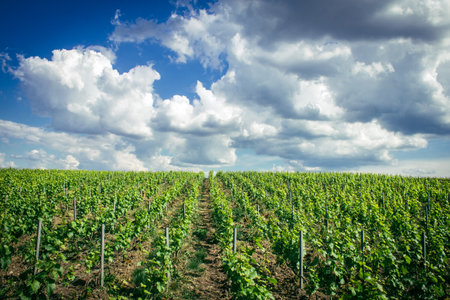 Reims, France, May 13, 2025. Champagne vineyards near Reims. Champagne wines are known worldwide and are unique because they only grow in this region of France. In spring, the leaves begin to grow.の写真素材