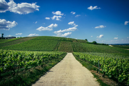 Reims, France, May 13, 2025. Champagne vineyards near Reims. Champagne wines are known worldwide and are unique because they only grow in this region of France. In spring, the leaves begin to grow.の写真素材