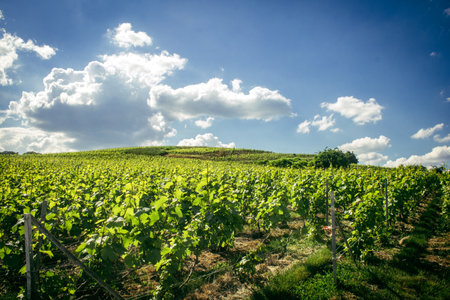 Reims, France, May 13, 2025. Champagne vineyards near Reims. Champagne wines are known worldwide and are unique because they only grow in this region of France. In spring, the leaves begin to grow.の写真素材