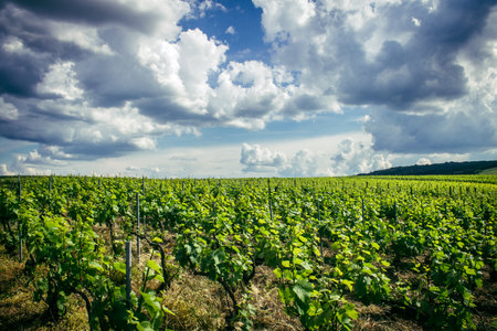 Reims, France, May 13, 2025. Champagne vineyards near Reims. Champagne wines are known worldwide and are unique because they only grow in this region of France. In spring, the leaves begin to grow.の写真素材
