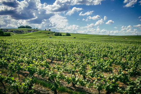Reims, France, May 13, 2025. Champagne vineyards near Reims. Champagne wines are known worldwide and are unique because they only grow in this region of France. In spring, the leaves begin to grow.の写真素材