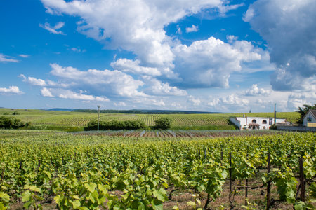 Reims, France, May 13, 2025. Champagne vineyards near Reims. Champagne wines are known worldwide and are unique because they only grow in this region of France. In spring, the leaves begin to grow.の写真素材