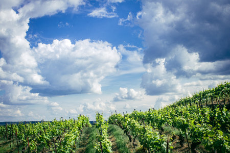 Reims, France, May 13, 2025. Champagne vineyards near Reims. Champagne wines are known worldwide and are unique because they only grow in this region of France. In spring, the leaves begin to grow.の写真素材