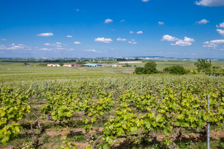 Reims, France, May 13, 2025. Champagne vineyards near Reims. Champagne wines are known worldwide and are unique because they only grow in this region of France. In spring, the leaves begin to grow.の写真素材