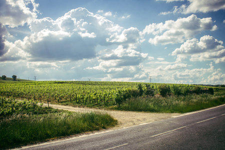 Reims, France, May 13, 2025. Champagne vineyards near Reims. Champagne wines are known worldwide and are unique because they only grow in this region of France. In spring, the leaves begin to grow.の写真素材
