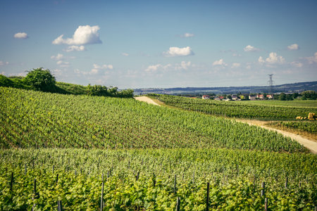Reims, France, May 13, 2025. Champagne vineyards near Reims. Champagne wines are known worldwide and are unique because they only grow in this region of France. In spring, the leaves begin to grow.の写真素材
