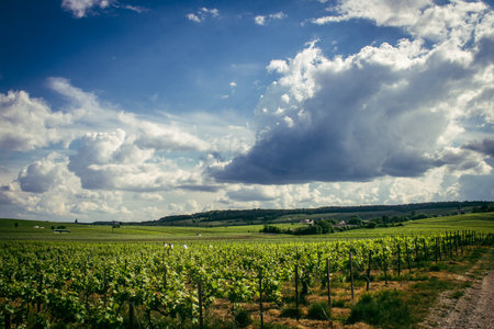 Reims, France, May 13, 2025. Champagne vineyards near Reims. Champagne wines are known worldwide and are unique because they only grow in this region of France. In spring, the leaves begin to grow.の写真素材