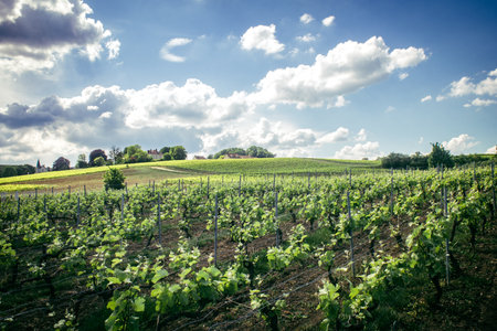 Reims, France, May 13, 2025. Champagne vineyards near Reims. Champagne wines are known worldwide and are unique because they only grow in this region of France. In spring, the leaves begin to grow.の写真素材