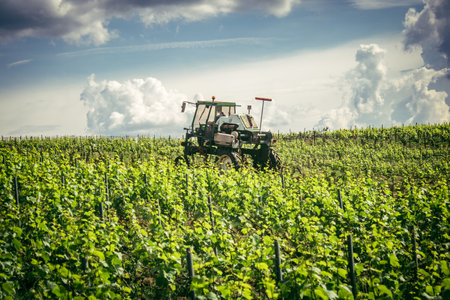 Reims, France, May 13, 2025. Champagne vineyards near Reims. Champagne wines are known worldwide and are unique because they only grow in this region of France. In spring, the leaves begin to grow.の写真素材
