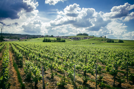 Reims, France, May 13, 2025. Champagne vineyards near Reims. Champagne wines are known worldwide and are unique because they only grow in this region of France. In spring, the leaves begin to grow.の写真素材