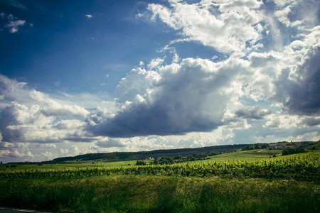 Reims, France, May 13, 2025. Champagne vineyards near Reims. Champagne wines are known worldwide and are unique because they only grow in this region of France. In spring, the leaves begin to grow.の写真素材