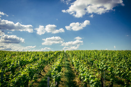 Reims, France, May 13, 2025. Champagne vineyards near Reims. Champagne wines are known worldwide and are unique because they only grow in this region of France. In spring, the leaves begin to grow.の写真素材
