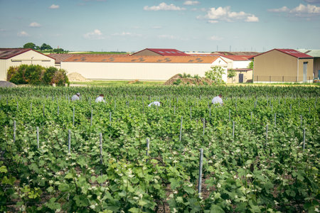 Reims, France, May 13, 2025. Champagne vineyards near Reims. Champagne wines are known worldwide and are unique because they only grow in this region of France. In spring, the leaves begin to grow.の写真素材