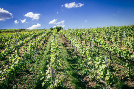 Reims, France, May 13, 2025. Champagne vineyards near Reims. Champagne wines are known worldwide and are unique because they only grow in this region of France. In spring, the leaves begin to grow.の写真素材