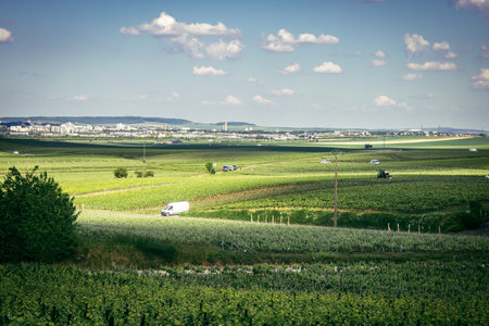 Reims, France, May 13, 2025. Champagne vineyards near Reims. Champagne wines are known worldwide and are unique because they only grow in this region of France. In spring, the leaves begin to grow.の写真素材
