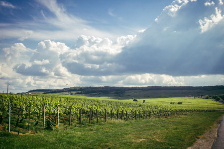 Reims, France, May 13, 2025. Champagne vineyards near Reims. Champagne wines are known worldwide and are unique because they only grow in this region of France. In spring, the leaves begin to grow.の写真素材