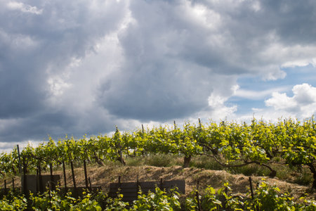 Reims, France, May 13, 2025. Champagne vineyards near Reims. Champagne wines are known worldwide and are unique because they only grow in this region of France. In spring, the leaves begin to grow.の写真素材