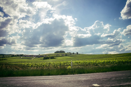 Reims, France, May 13, 2025. Champagne vineyards near Reims. Champagne wines are known worldwide and are unique because they only grow in this region of France. In spring, the leaves begin to grow.の写真素材