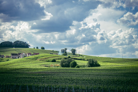 Reims, France, May 13, 2025. Champagne vineyards near Reims. Champagne wines are known worldwide and are unique because they only grow in this region of France. In spring, the leaves begin to grow.の写真素材