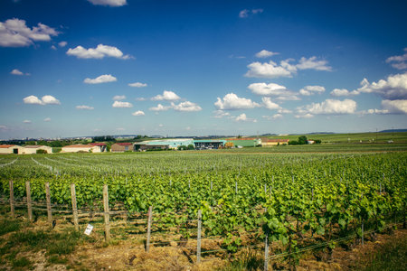 Reims, France, May 13, 2025. Champagne vineyards near Reims. Champagne wines are known worldwide and are unique because they only grow in this region of France. In spring, the leaves begin to grow.の写真素材