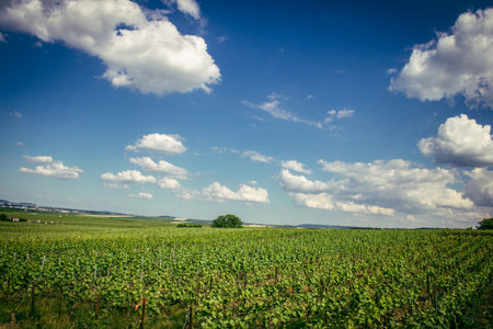 Reims, France, May 13, 2025. Champagne vineyards near Reims. Champagne wines are known worldwide and are unique because they only grow in this region of France. In spring, the leaves begin to grow.の写真素材
