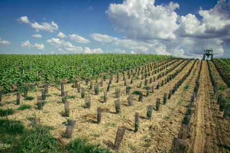Reims, France, May 13, 2025. Champagne vineyards near Reims. Champagne wines are known worldwide and are unique because they only grow in this region of France. In spring, the leaves begin to grow.の写真素材