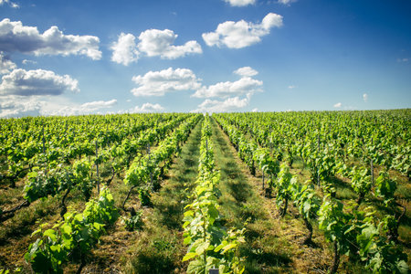 Reims, France, May 13, 2025. Champagne vineyards near Reims. Champagne wines are known worldwide and are unique because they only grow in this region of France. In spring, the leaves begin to grow.の写真素材