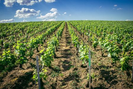 Reims, France, May 13, 2025. Champagne vineyards near Reims. Champagne wines are known worldwide and are unique because they only grow in this region of France. In spring, the leaves begin to grow.の写真素材