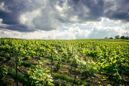 Reims, France, May 13, 2025. Champagne vineyards near Reims. Champagne wines are known worldwide and are unique because they only grow in this region of France. In spring, the leaves begin to grow.の写真素材