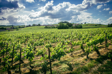 Reims, France, May 13, 2025. Champagne vineyards near Reims. Champagne wines are known worldwide and are unique because they only grow in this region of France. In spring, the leaves begin to grow.の写真素材