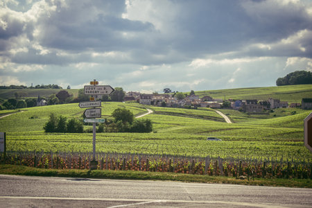 Reims, France, May 13, 2025. Champagne vineyards near Reims. Champagne wines are known worldwide and are unique because they only grow in this region of France. In spring, the leaves begin to grow.の写真素材