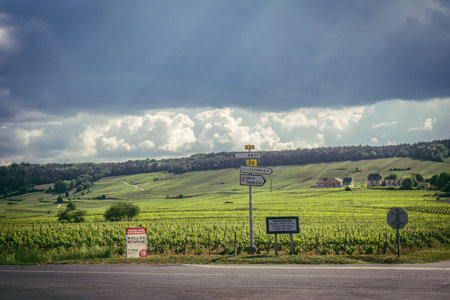 Reims, France, May 13, 2025. Champagne vineyards near Reims. Champagne wines are known worldwide and are unique because they only grow in this region of France. In spring, the leaves begin to grow.の写真素材
