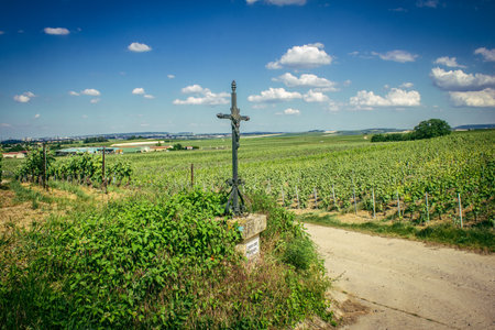 Reims, France, May 13, 2025. Champagne vineyards near Reims. Champagne wines are known worldwide and are unique because they only grow in this region of France. In spring, the leaves begin to grow.の写真素材