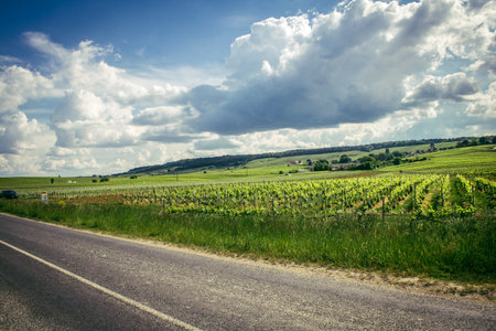 Reims, France, May 13, 2025. Champagne vineyards near Reims. Champagne wines are known worldwide and are unique because they only grow in this region of France. In spring, the leaves begin to grow.の写真素材