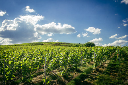 Reims, France, May 13, 2025. Champagne vineyards near Reims. Champagne wines are known worldwide and are unique because they only grow in this region of France. In spring, the leaves begin to grow.の写真素材