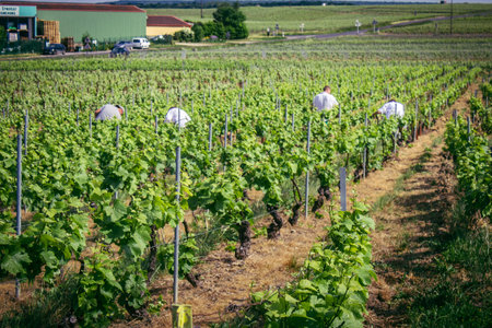 Reims, France, May 13, 2025. Champagne vineyards near Reims. Champagne wines are known worldwide and are unique because they only grow in this region of France. In spring, the leaves begin to grow.の写真素材
