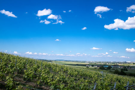 Reims, France, May 13, 2025. Champagne vineyards near Reims. Champagne wines are known worldwide and are unique because they only grow in this region of France. In spring, the leaves begin to grow.の写真素材