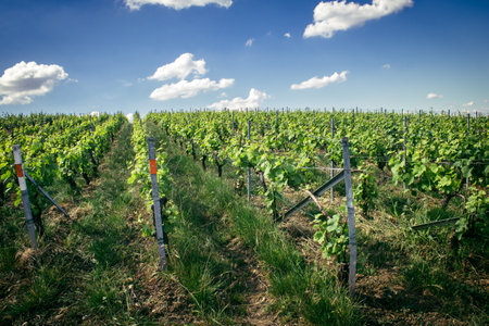 Reims, France, May 13, 2025. Champagne vineyards near Reims. Champagne wines are known worldwide and are unique because they only grow in this region of France. In spring, the leaves begin to grow.の写真素材