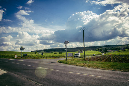 Reims, France, May 13, 2025. Champagne vineyards near Reims. Champagne wines are known worldwide and are unique because they only grow in this region of France. In spring, the leaves begin to grow.の写真素材
