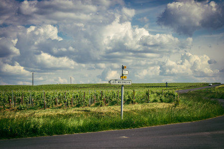 Reims, France, May 13, 2025. Champagne vineyards near Reims. Champagne wines are known worldwide and are unique because they only grow in this region of France. In spring, the leaves begin to grow.の写真素材